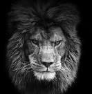 Christians-thrown-to-lions.jpg