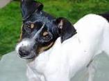 beautiful-terrier.jpg