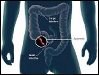 human-appendix.png