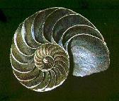 nautilus-pantheism-symbol-2.jpg