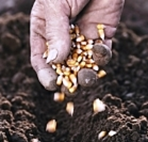 planting-precious-seeds.jpg