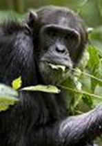 evolutionary, Darwin, bunk