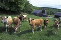 Five Notions Out to Pasture