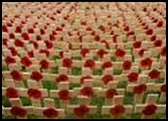 rows of poppies and headstones